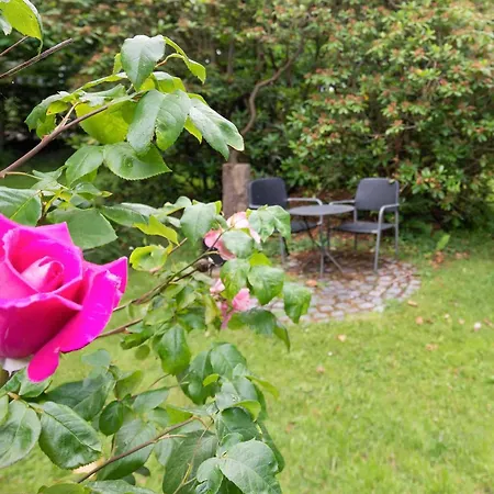 Tine * Husum (Schleswig-Holstein)